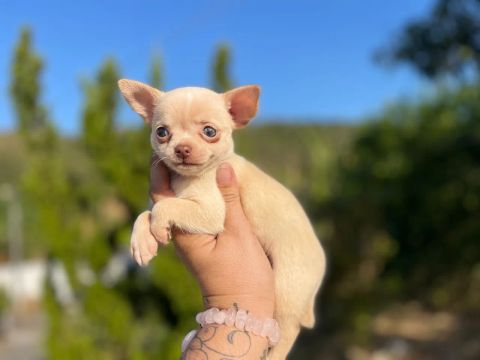 Chihuahua Fêmea Pelo Curto Perfeita 