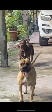 Vendo filhotes de pitbull 