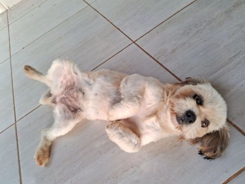 Shih Tzu
