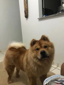 Chow-Chow procura Namorada