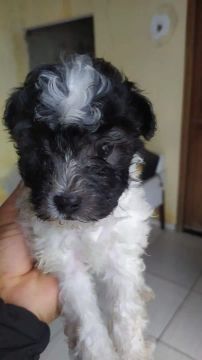 Filhote de poodle 