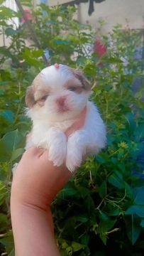 Shih Tzu fêmea 