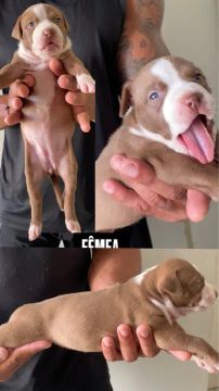 Filhotes de Pit Monster