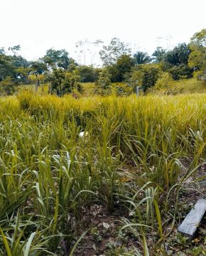 VENDO CHÁCARA 40 HECTARES EM SENA MADUREIRA