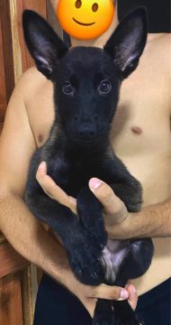 Filhote pastor belga Malinois 
