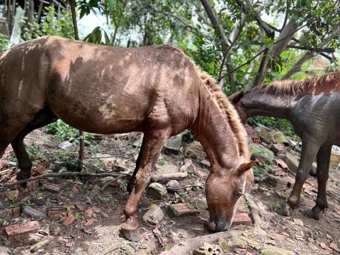 Cavalos para venda