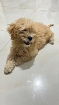 Filhote de Poodle