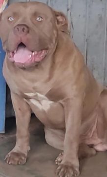 pitmonster 