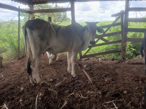 Vendo novilha de 1 cria 