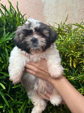 Shih Tzu macho 