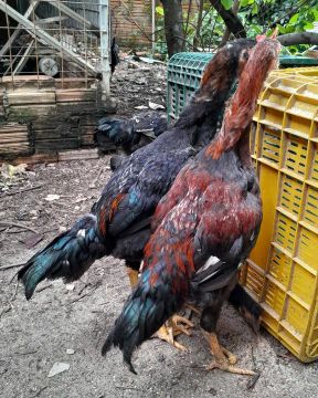Frangos e frangas caipira melhorados