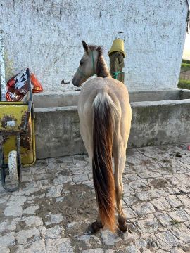 POTRA QM 