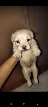 Filhote macho  de poodle misturado com kokoni