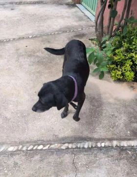 Cachorra   para adoção