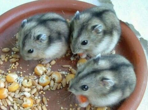 Hamster anão russo filhotes 
