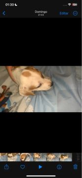 Cachorra pra doação 