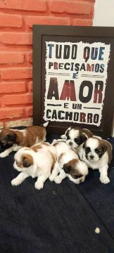 Lindos shitzu 