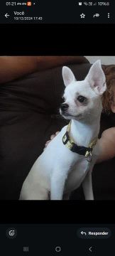 Lindo filhote de Chihuahua pedigree cbkc