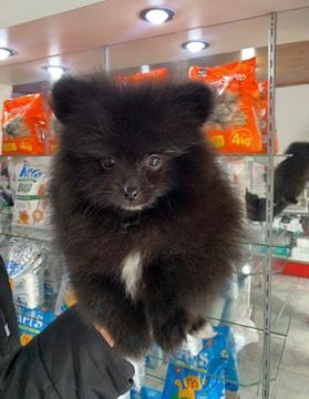Spitz Alemão Black