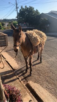 vendo burro domado