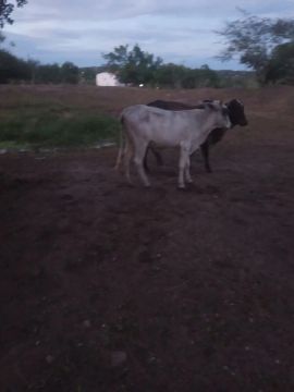 Vendo uma vaca parida muito mansa  e um garrote uma novilha mestiça de Nelore e uma jirola