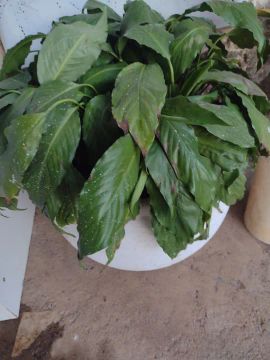 Plantas para jardim 