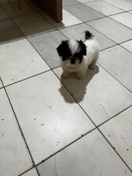 Shihtzu fêmea 