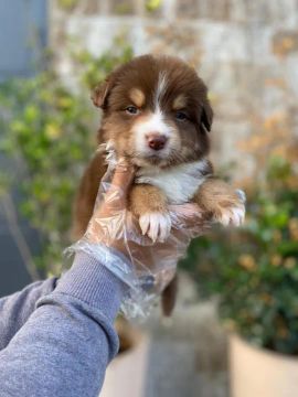 Border Collie blue merle/red merle/preto e branco/chocolate, temos 12 clinicas veterinária
