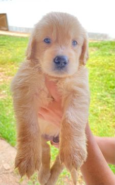 Golden retriever ( último filhote )