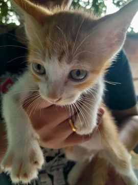 gatos para adoção.