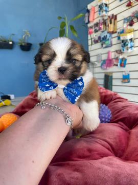Lindo machinho de shih tzu tricolor $980,00