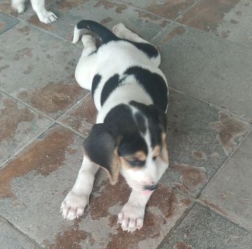 Urrador Americano 