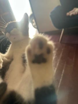 Doação de gato