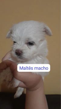 Filhote Maltês Macho