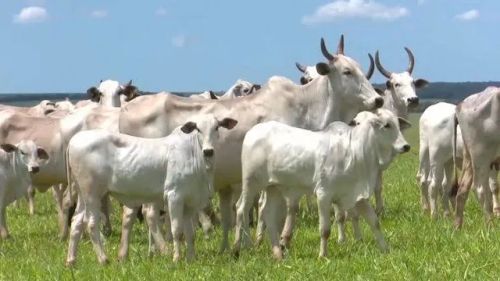 Peão para trabalhar em fazenda de pequeno porte