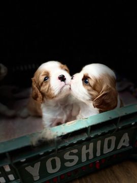 Cavalier King Charles