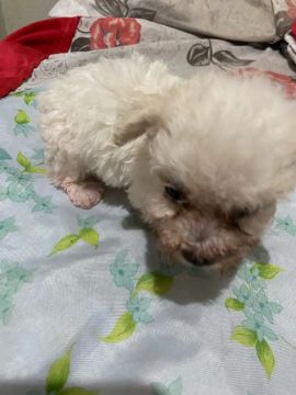 3 filhotes fêmeas de Caniche Mini Toy