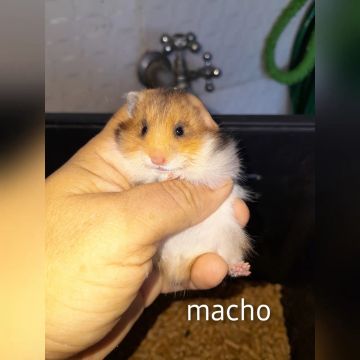 HAMSTER ANGORA (PELUDO E RARO)