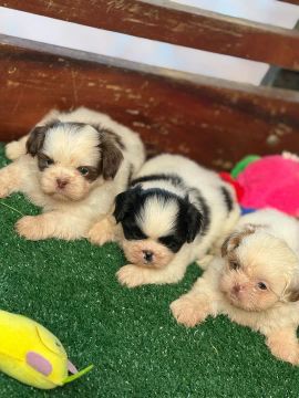 SHIH TZU LINDOS MENINOS E MENINAS