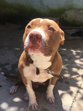 Pitbull filhote disponível