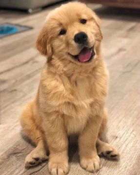   Macho e Fêmea de Golden Retriever com Vacina + Pedigree