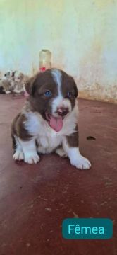 Filhote de Border Collie Fêmea