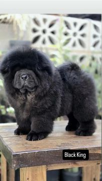 Machos Chow Chow americano 