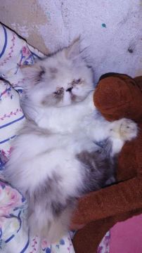 Gata persa 