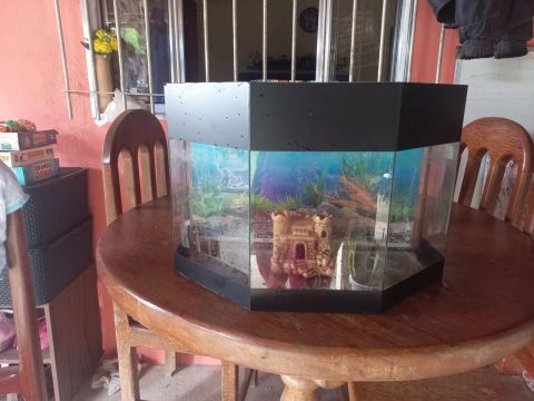Aquário de vidro para deco100ração
