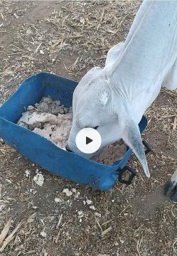 Ração para gado, porco, carneiro etc