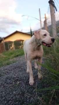 Doação - Dogo Argentino