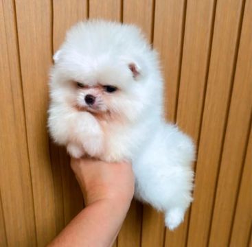 Spitz Alemão Anao ( ALTO PADRÃO )