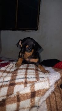 Filhotes de pinscher 02