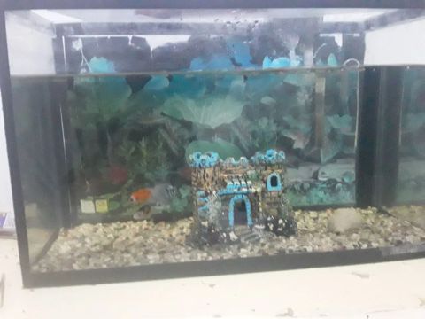 Aquario 30 litros